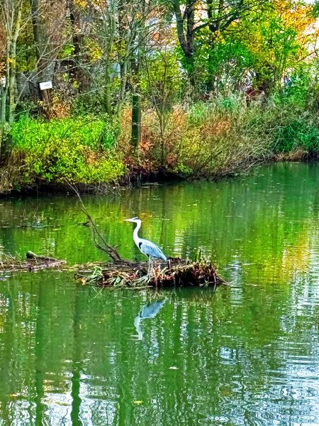havenrondvaart - ijzertrip-reiger-0004.jpg
